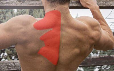 Muscu trapèze – comprendre ce muscle pour mieux le développer