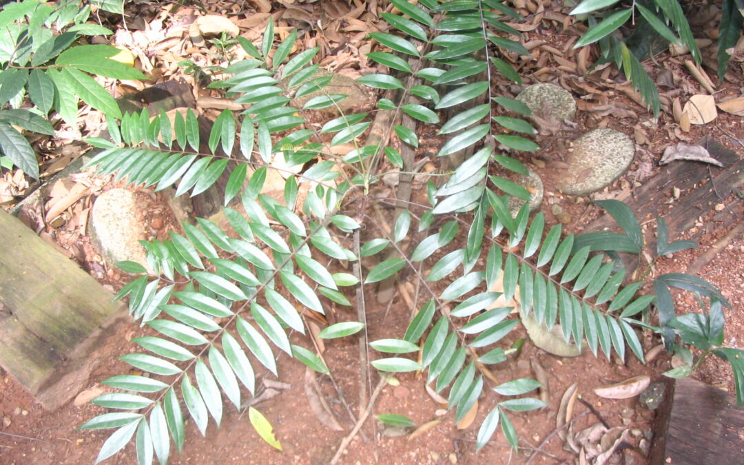 Tongkat ali (eurycoma longifolia) : un supplément pour sa testostérone ?