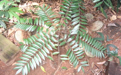 Tongkat ali (eurycoma longifolia) : un supplément pour sa testostérone ?