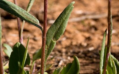 Massularia acuminata comme booster de testostérone ? Revue des études
