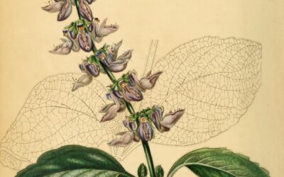 Forskoline, coleus forskohlii, testostérone et performance – Revue