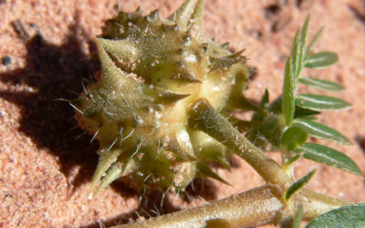 Tribulus terrestre et testostérone : supplément efficace ou arnaque ?